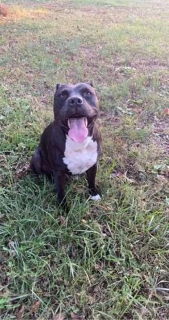 Lost dog in Adams, TN, 37010