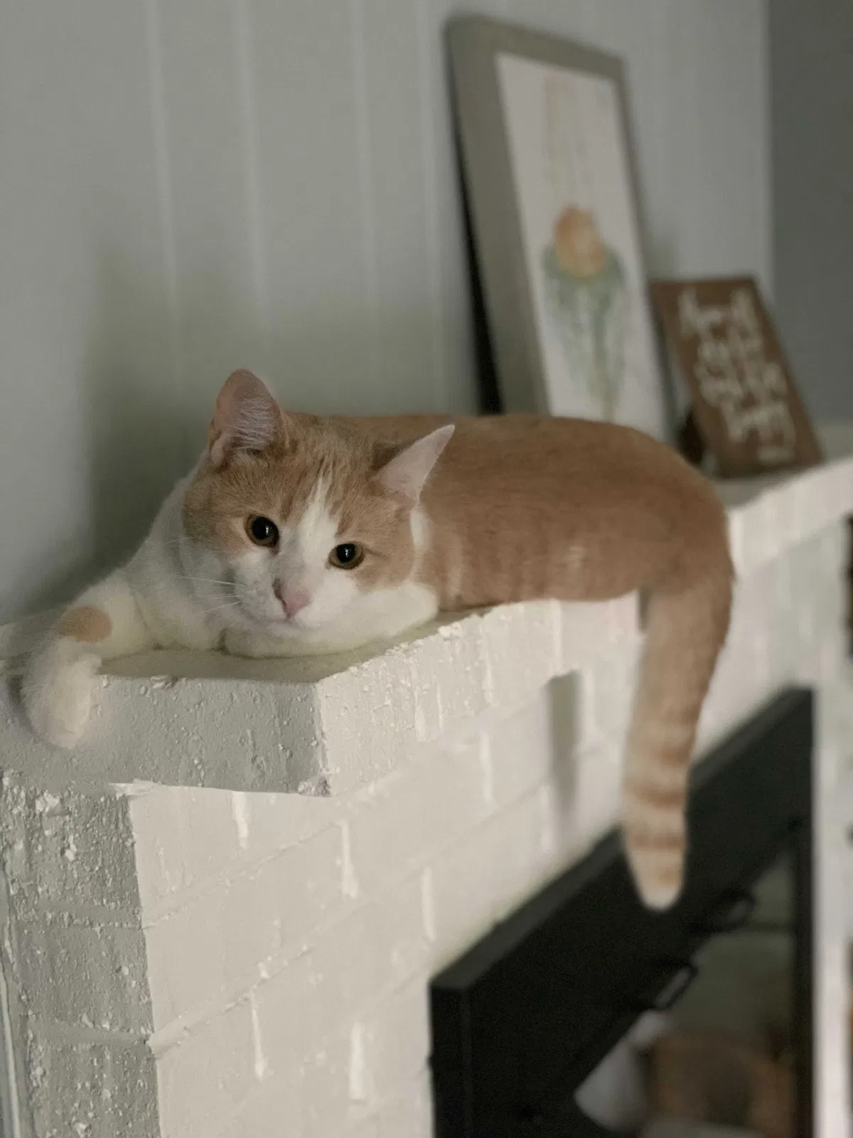 Lost cat in Appleton, WI, 54915