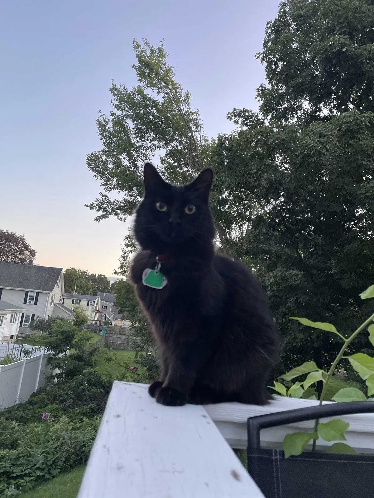 Lost cat in Woburn, MA, 1801