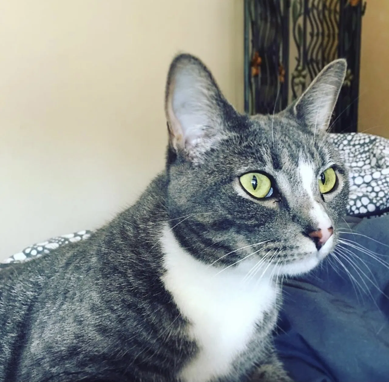Lost cat in Yelm, WA, 98597