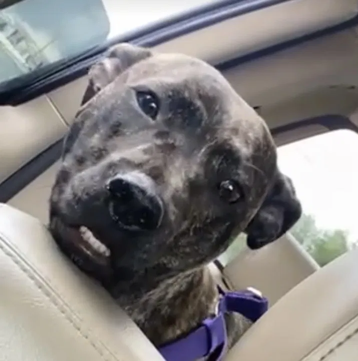 Lost dog in Norman, OK, 73071