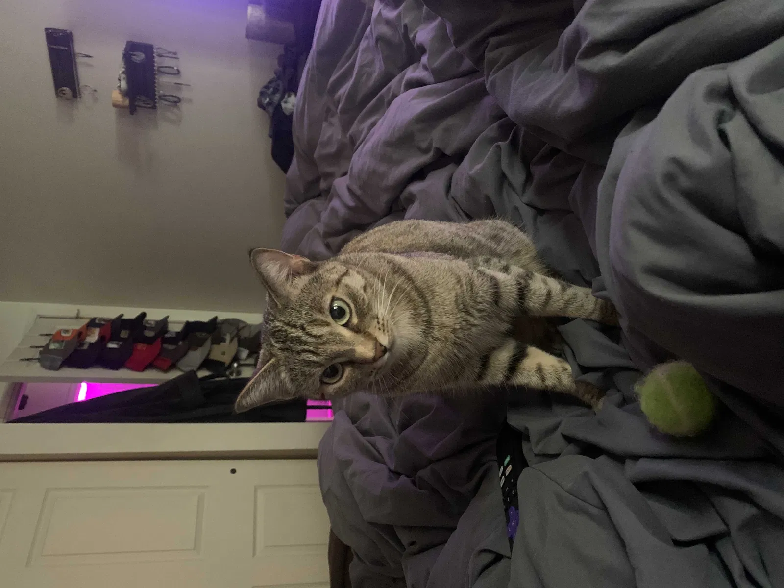 Lost cat in Seattle, WA, 98178