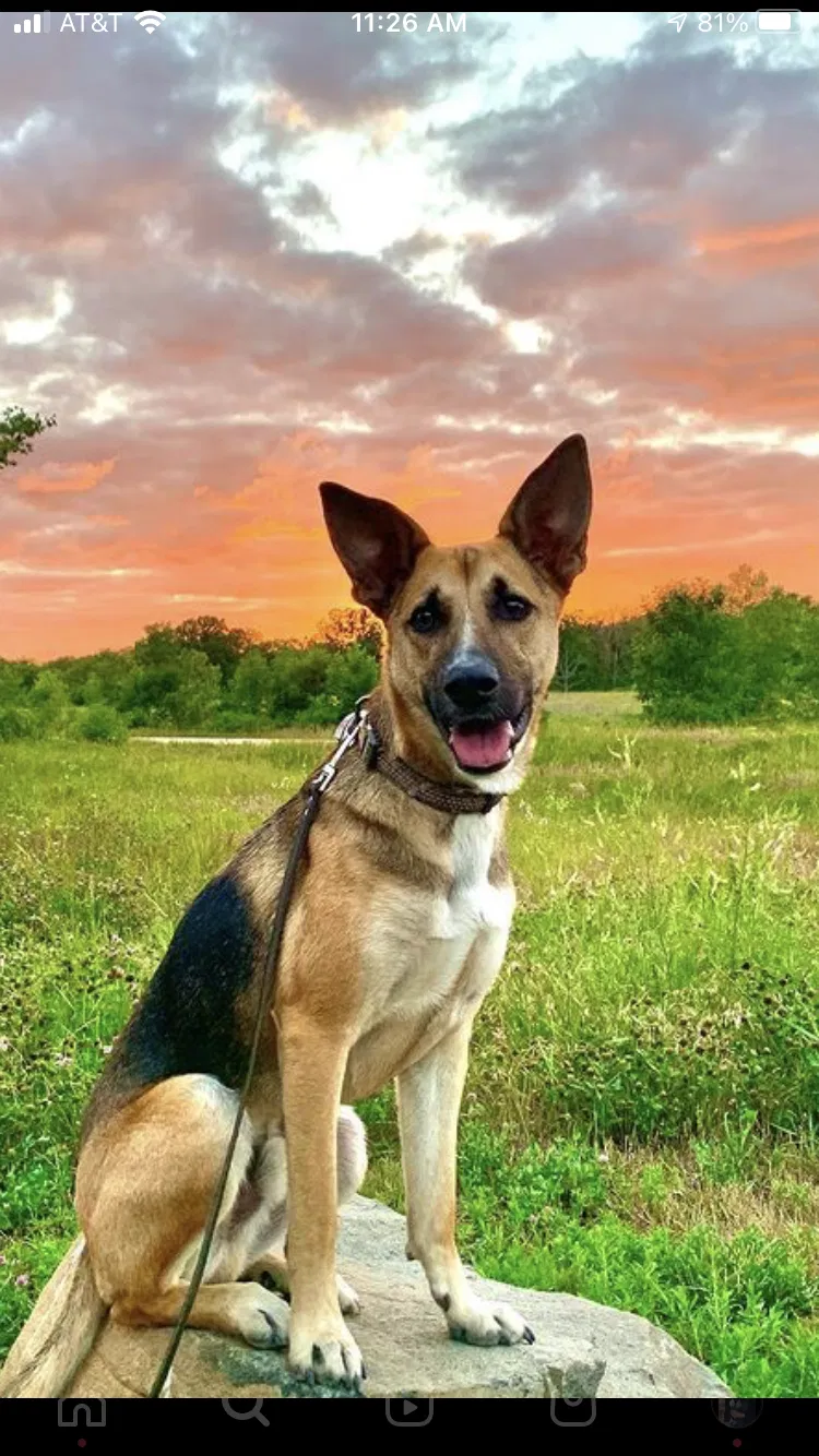 Lost dog in Chicago, IL, 60612