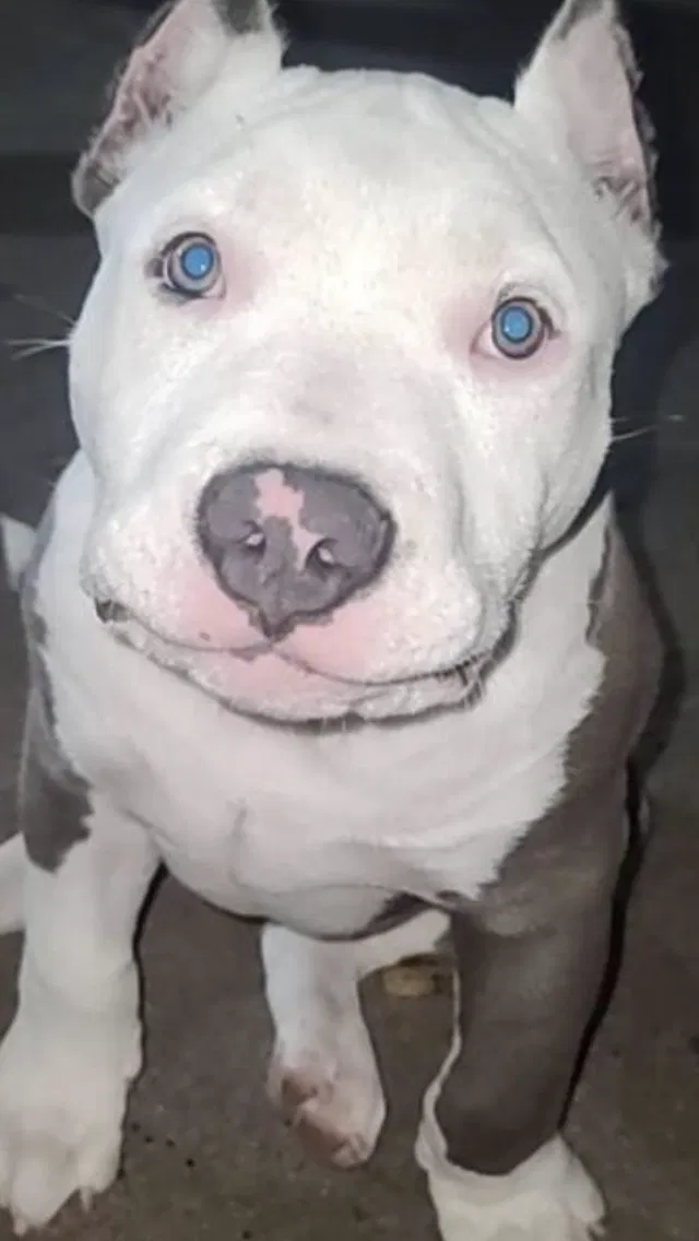Lost dog in Albuquerque, NM, 87105