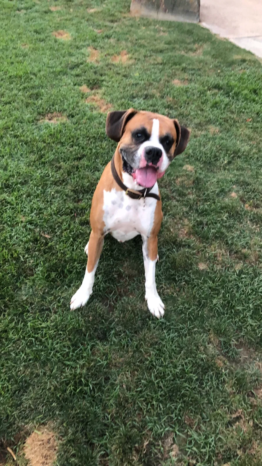 Lost dog in Coachella, CA, 92236