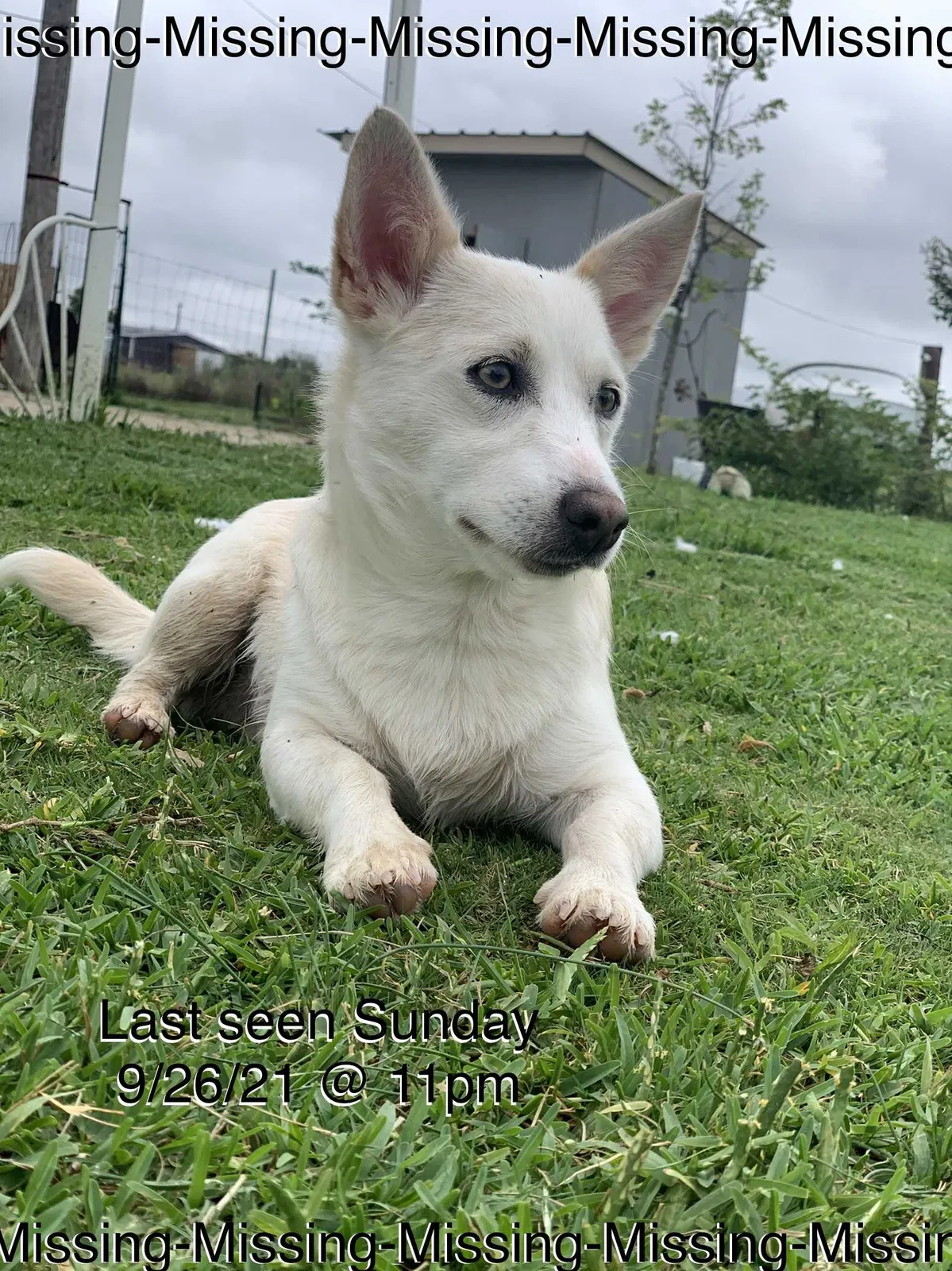 Lost dog in Kyle, TX, 78640