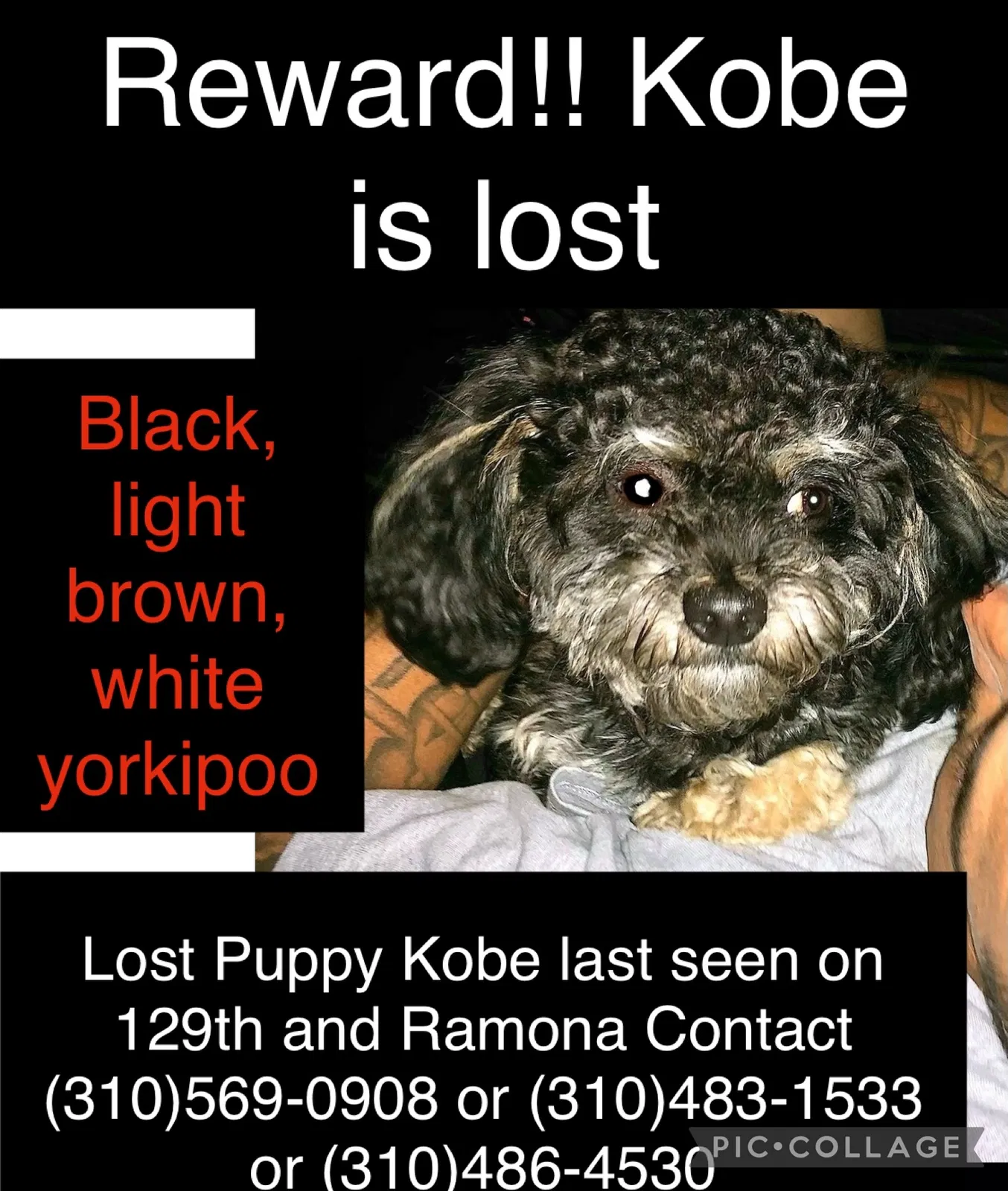 Lost dog in Hawthorne, CA, 90250