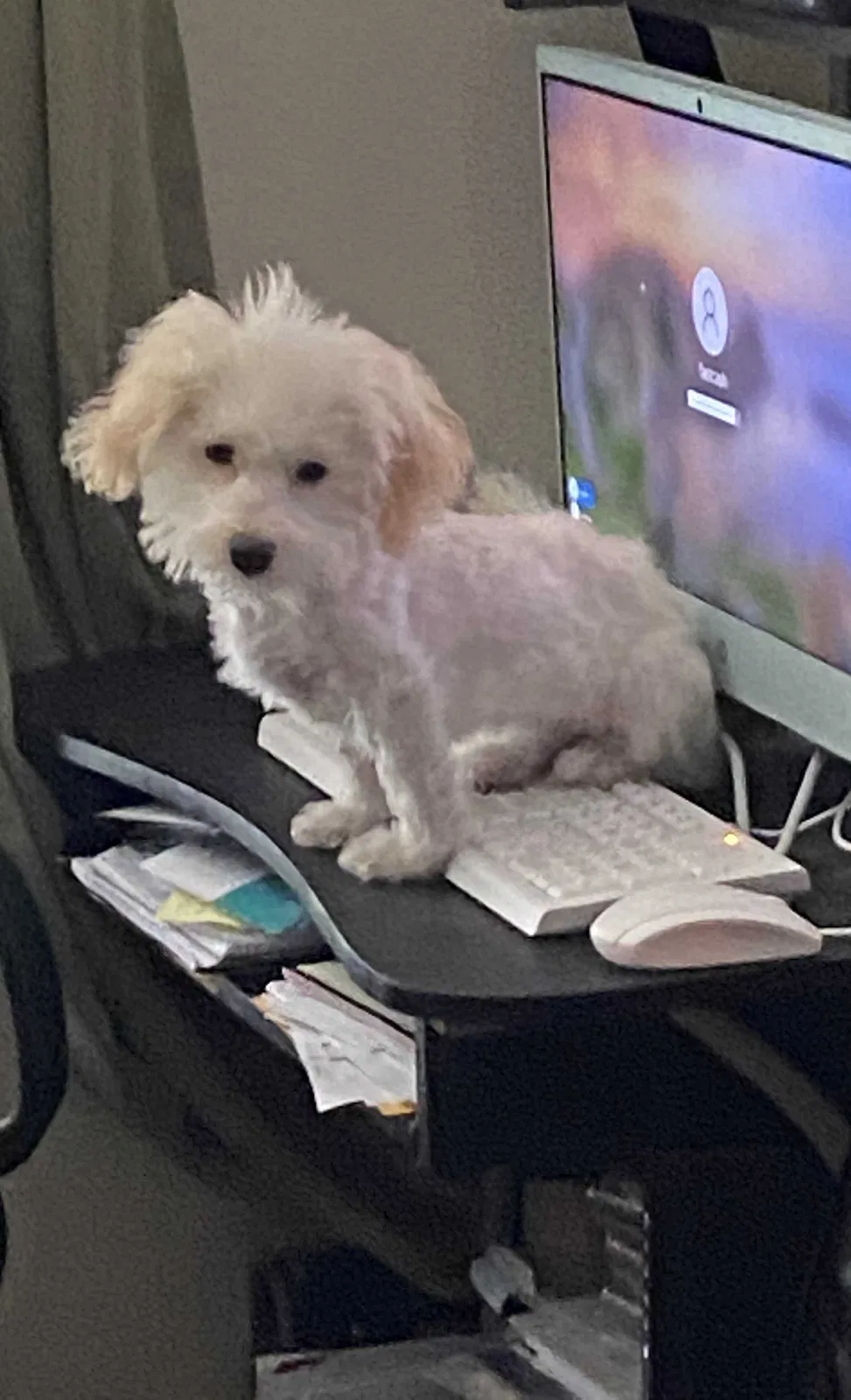 Lost dog in San Leandro, CA, 94578