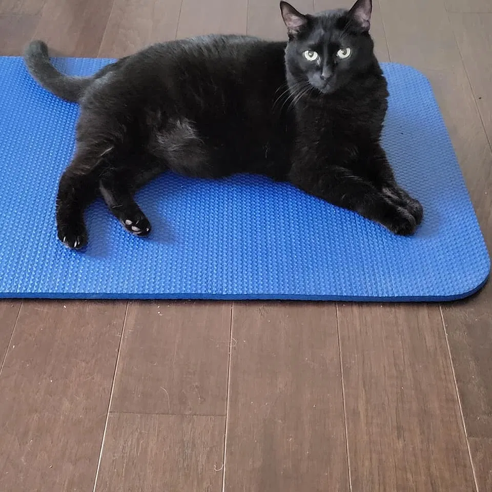 Lost cat in Unknown, TX, 786660