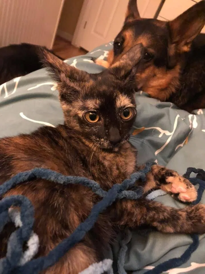 Lost cat in Sacramento, CA, 95841