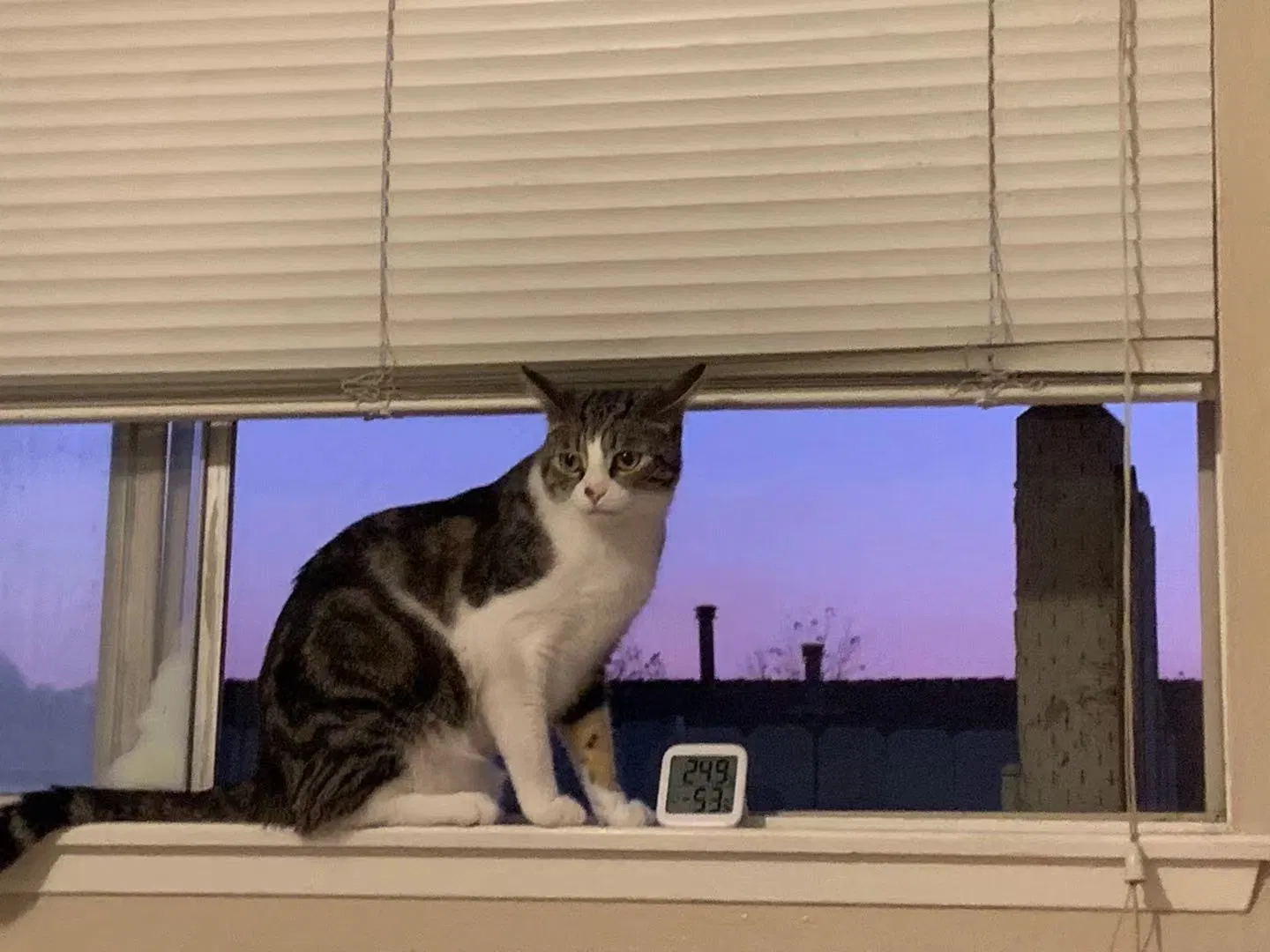 Lost cat in Riverside, CA, 92507