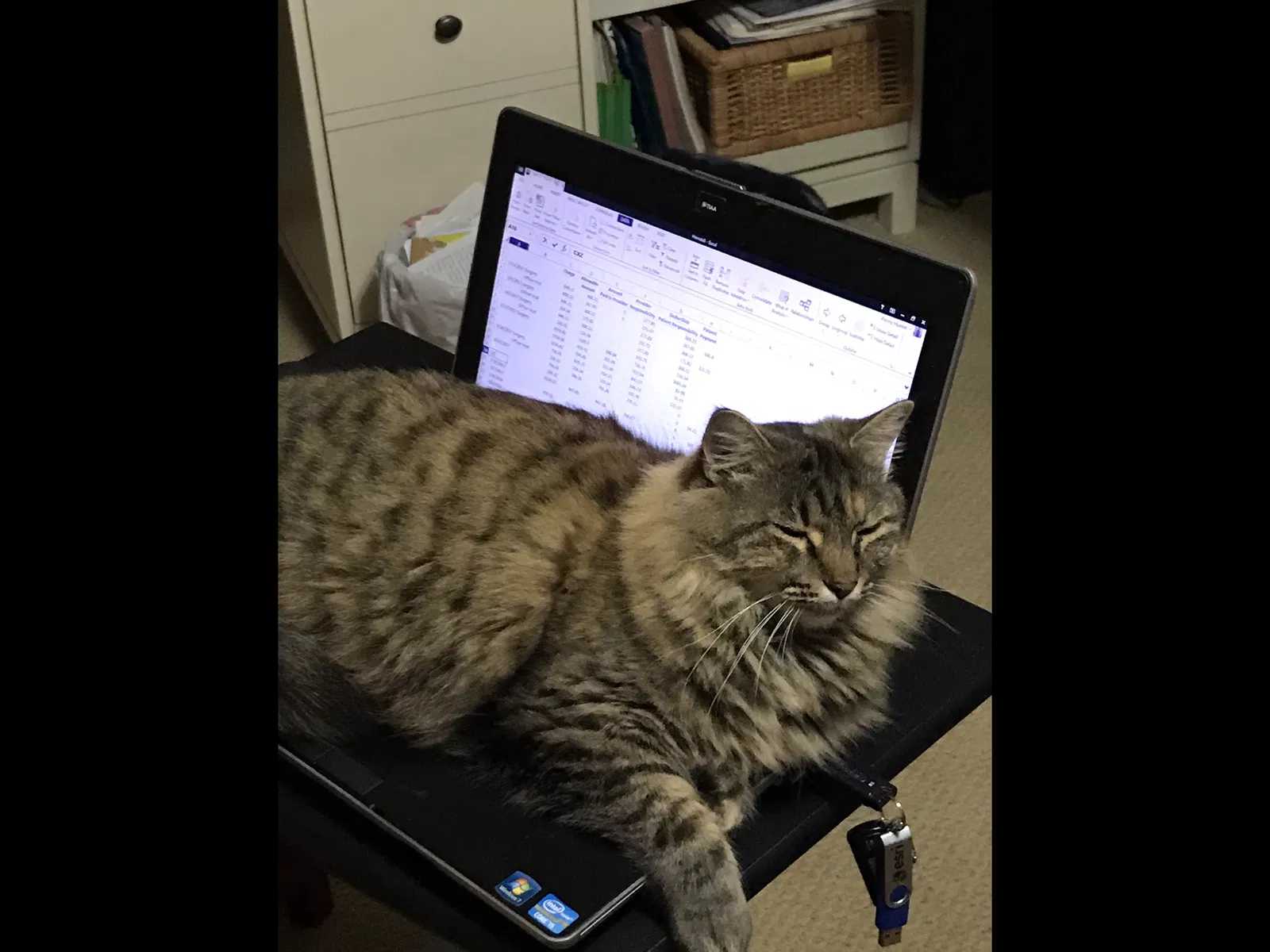 Lost cat in Houston, TX, 77058
