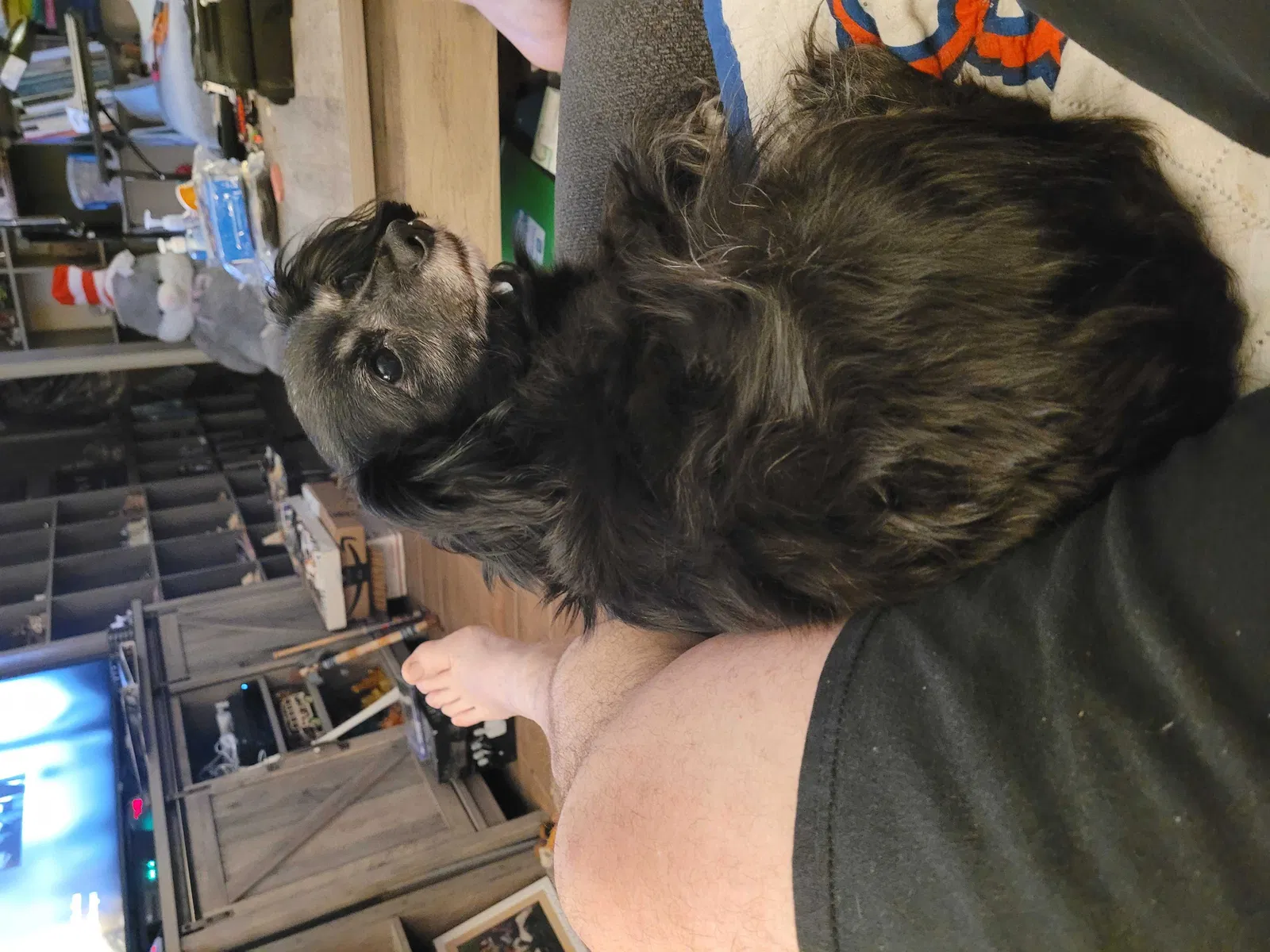 Lost dog in Lexington, SC, 29073