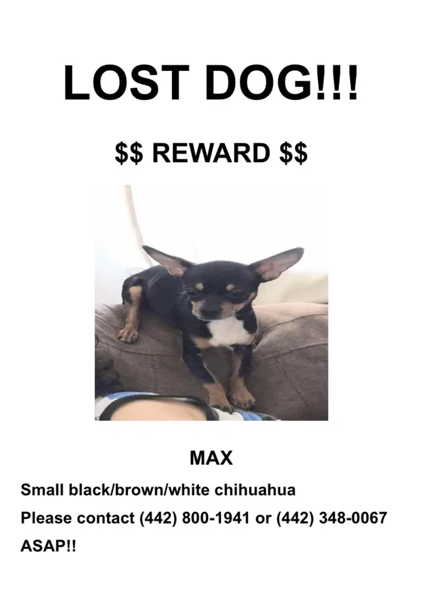 Lost dog in Victorville, CA, 92394