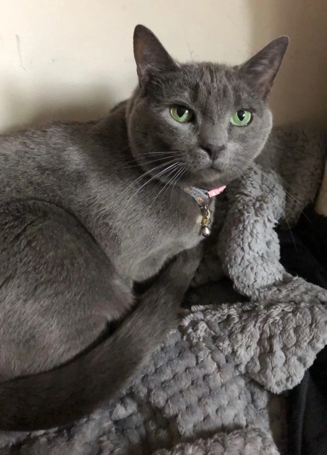 Lost cat in Palisades Park, NJ, 7650