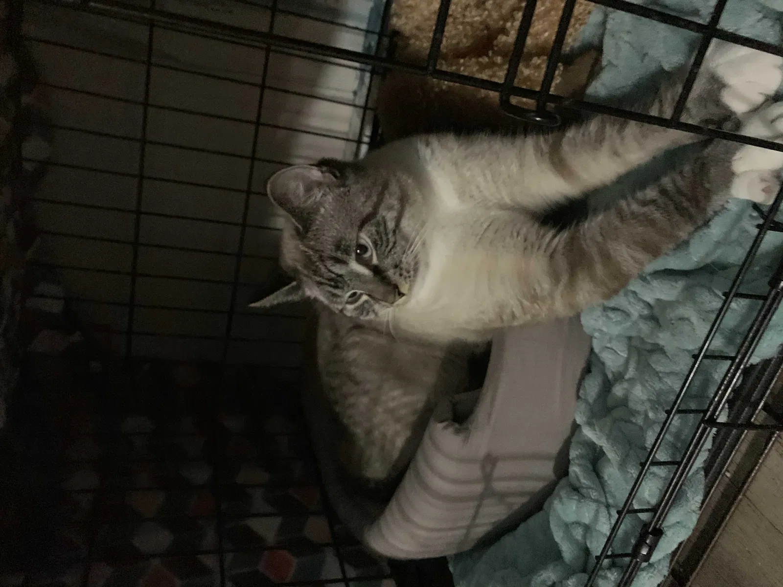 Lost cat in Shelburne Falls, MA, 1370