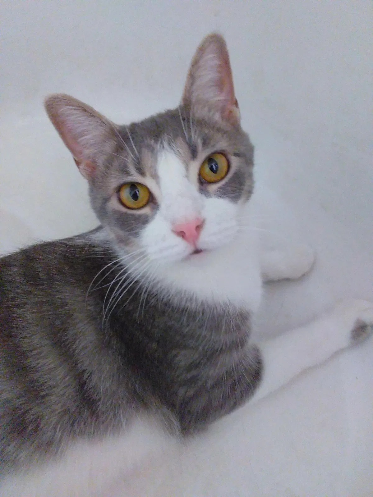 Lost cat in Saint Clair Shores, MI, 48080