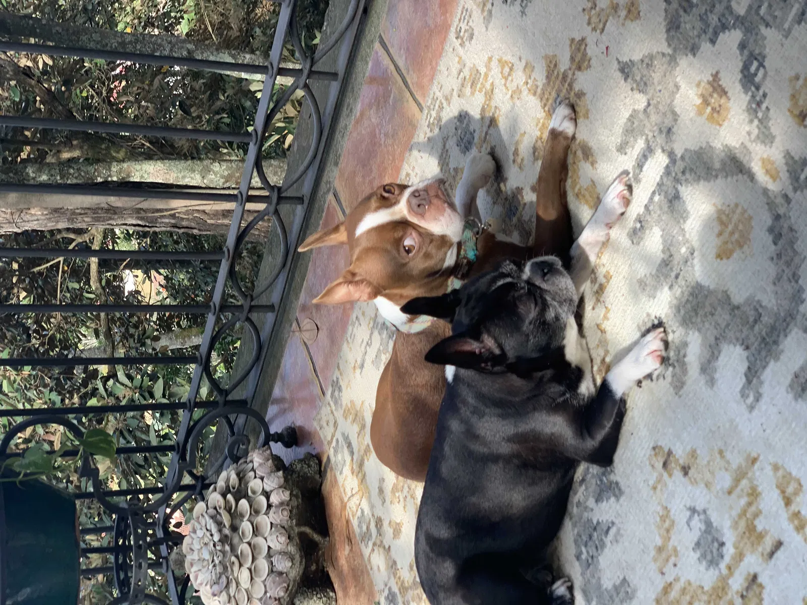 Lost dog in Little Rock, AR, 72227