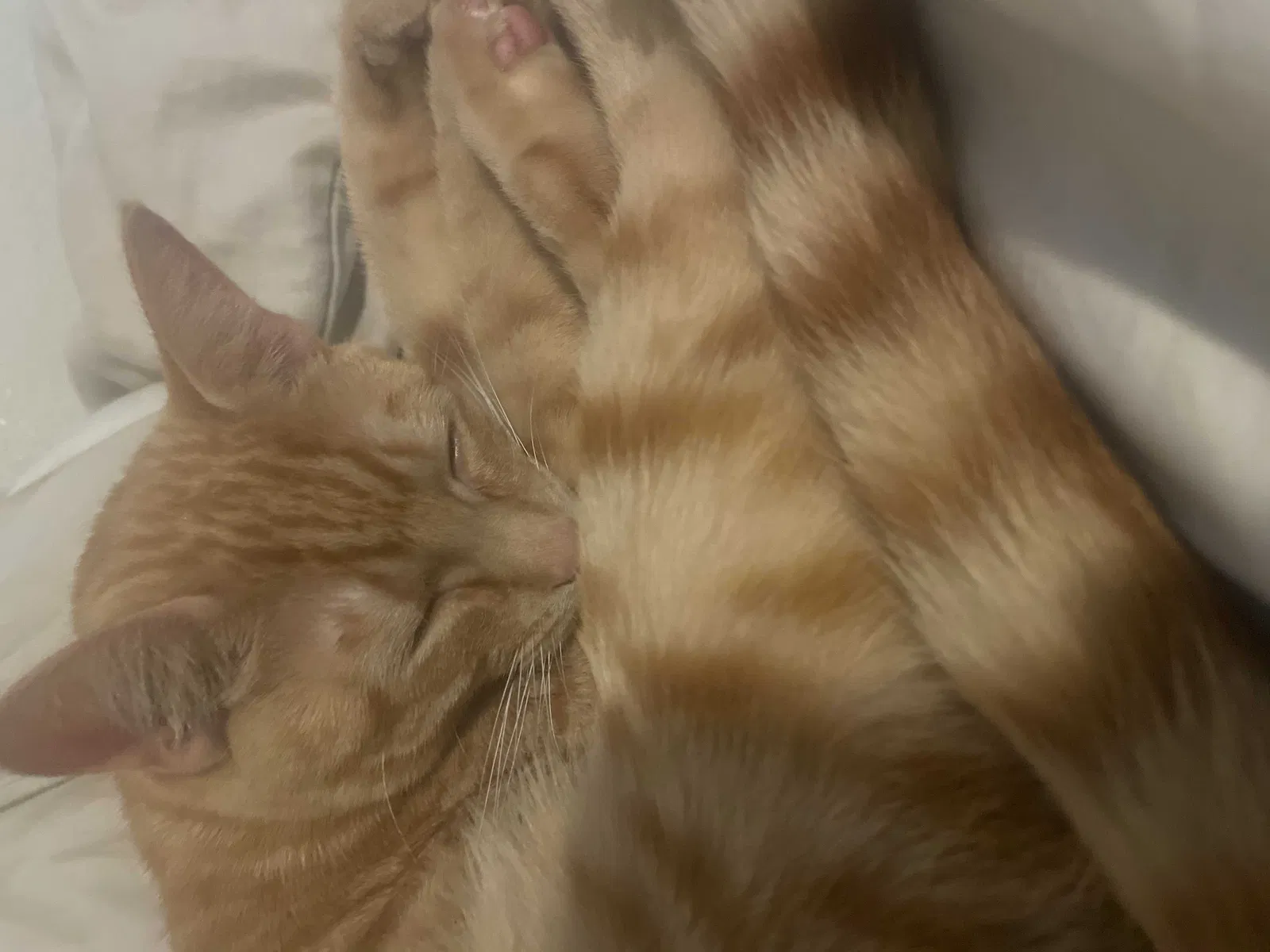 Lost cat in Hillsboro, OR, 97123