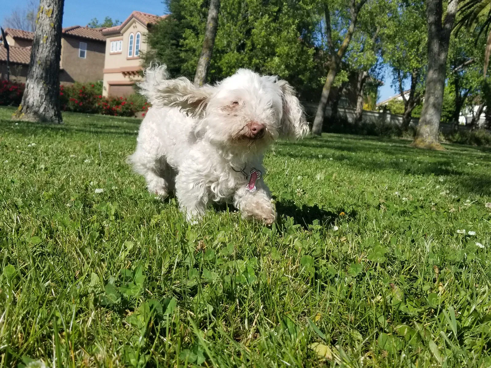 Lost dog in Fresno, CA, 93711