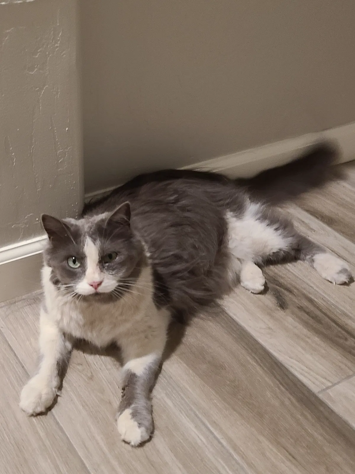 Lost cat in Visalia, CA, 93291