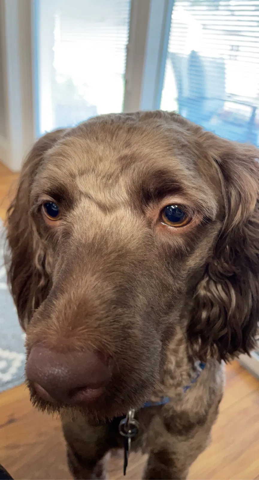 Lost dog in Warren, MI, 48088
