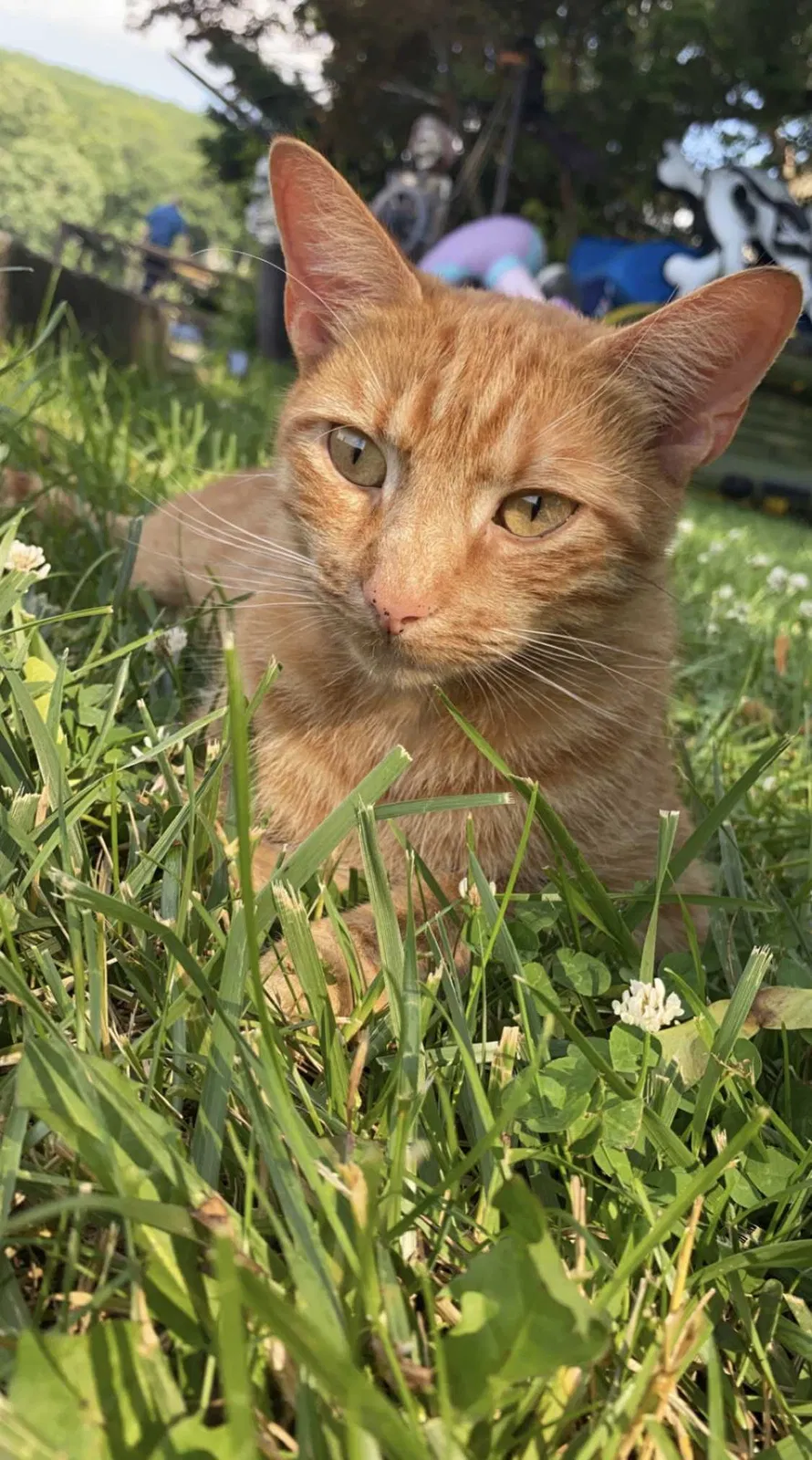 Lost cat in Oak Ridge, NJ, 7438