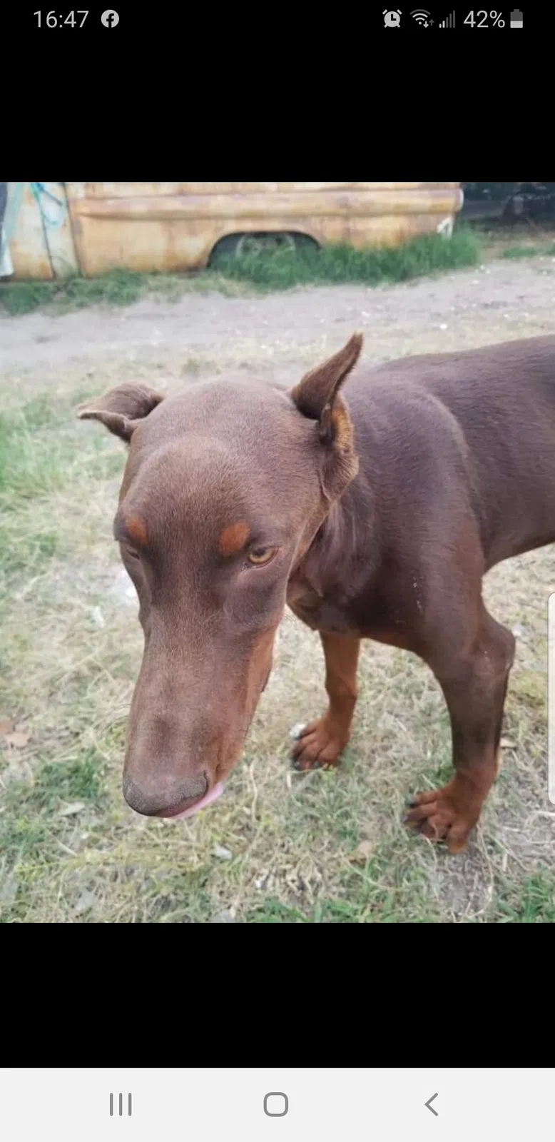 Lost dog in Corpus Christi, TX, 78415