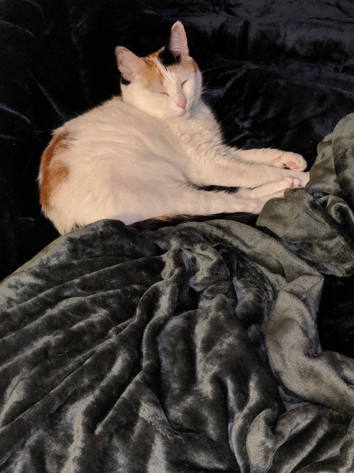 Lost cat in Rockwood, MI, 48173