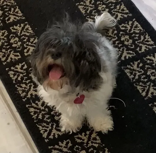 Lost dog in Moreno Valley, CA, 92555