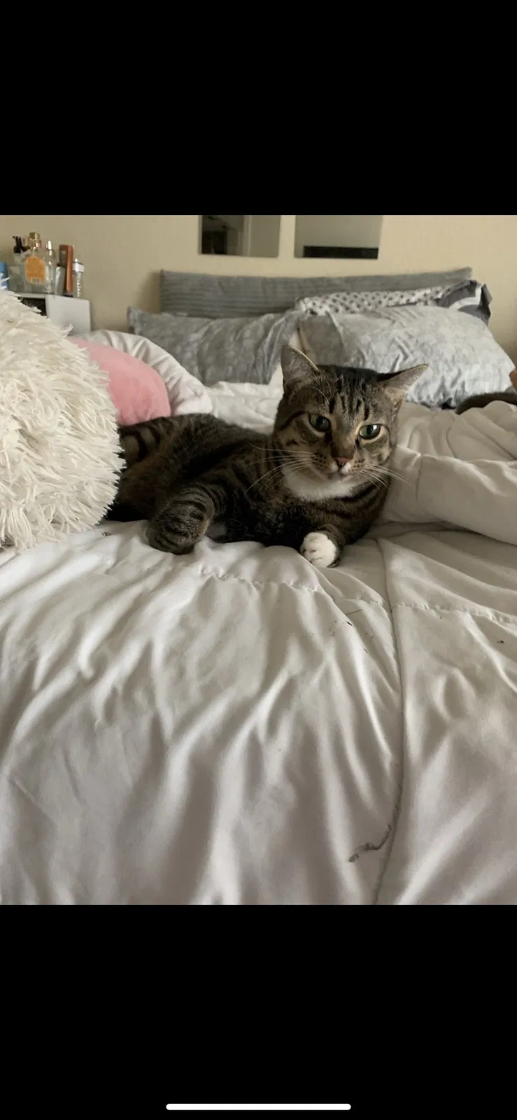 Lost cat in Melbourne, FL, 32904