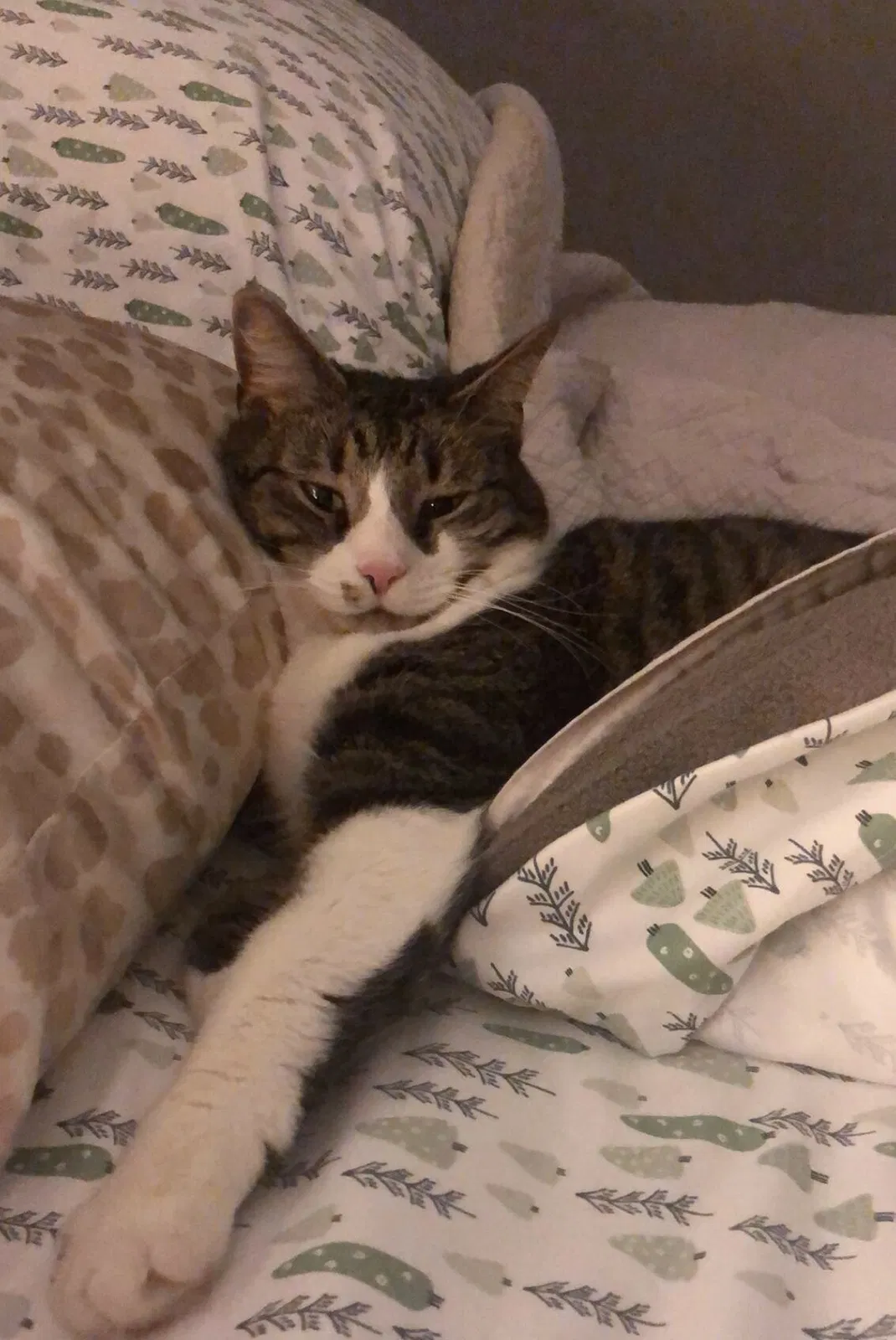 Lost cat in Roanoke, IN, 46783