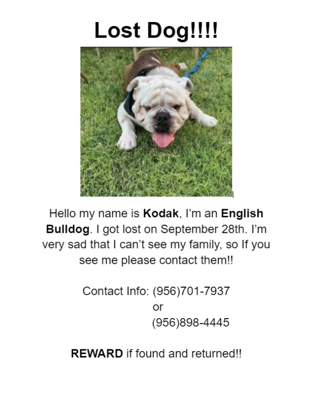 Lost dog in Laredo, TX, 78045