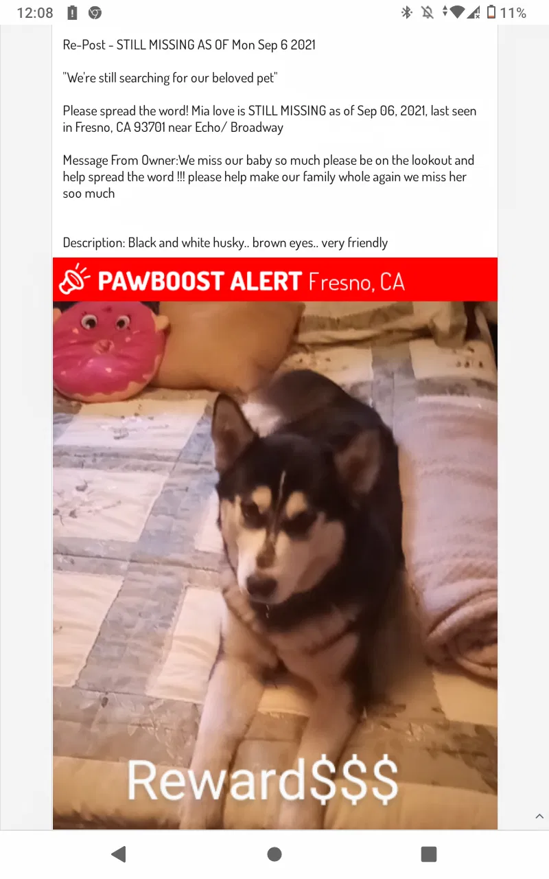 Lost dog in Fresno, CA, 93701