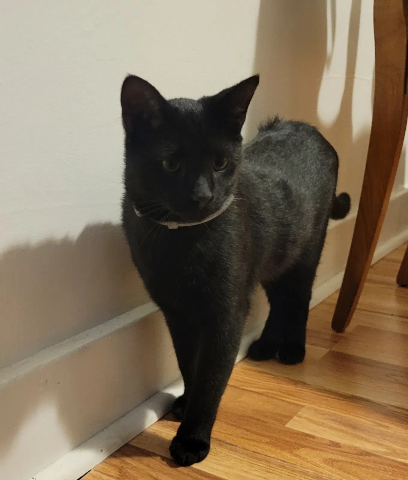 Lost cat in Pittsburgh, PA, 15202