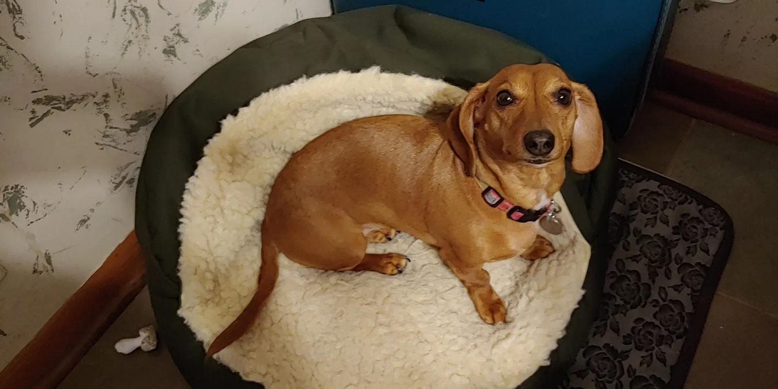 Lost dog in Farmington, MI, 48331