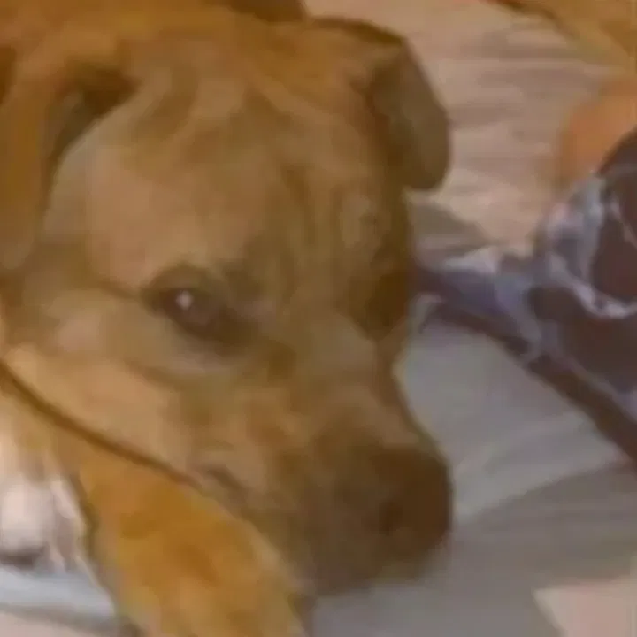 Lost dog in Texarkana, TX, 75501
