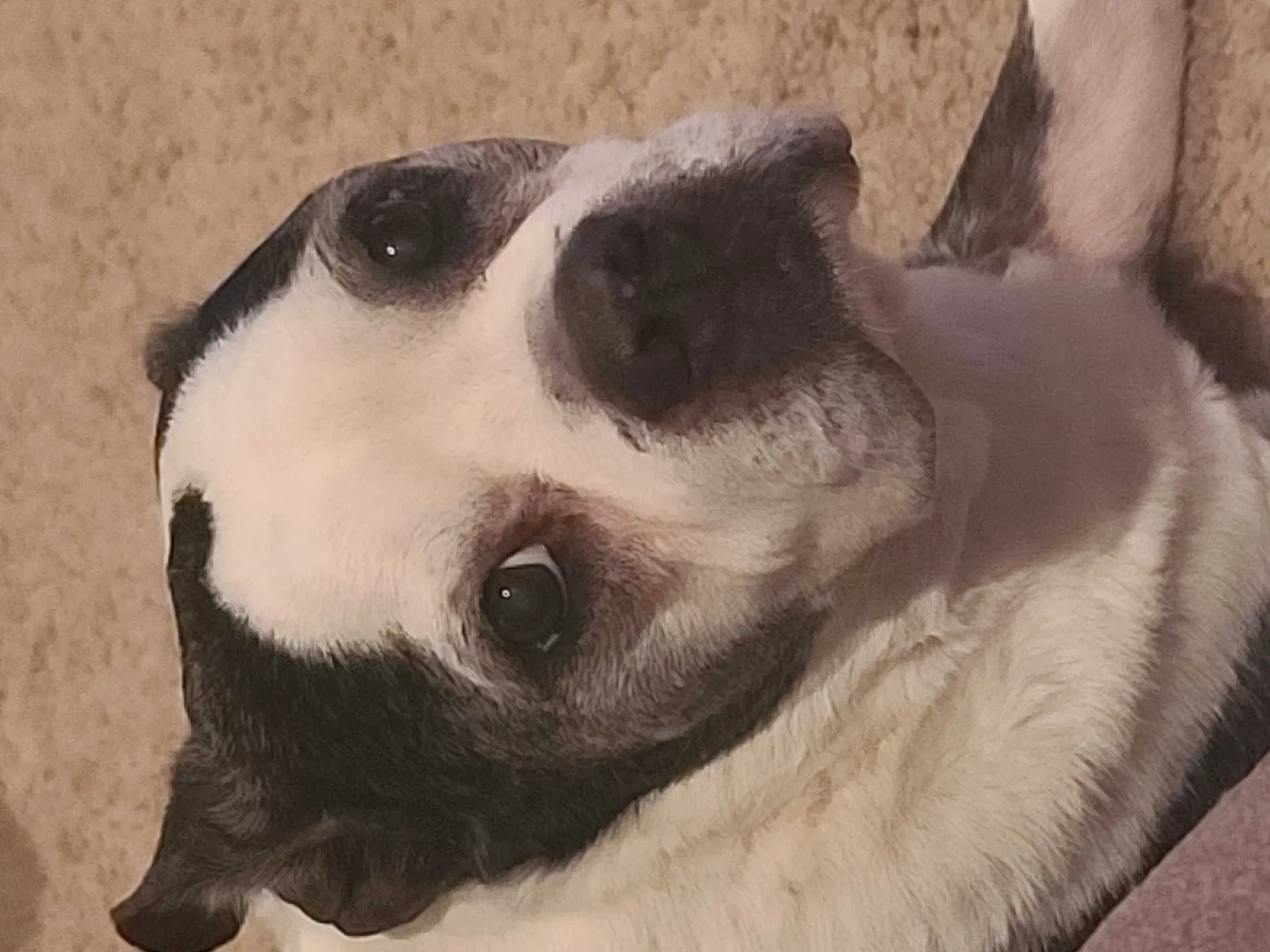 Lost dog in Las Cruces, NM, 88001