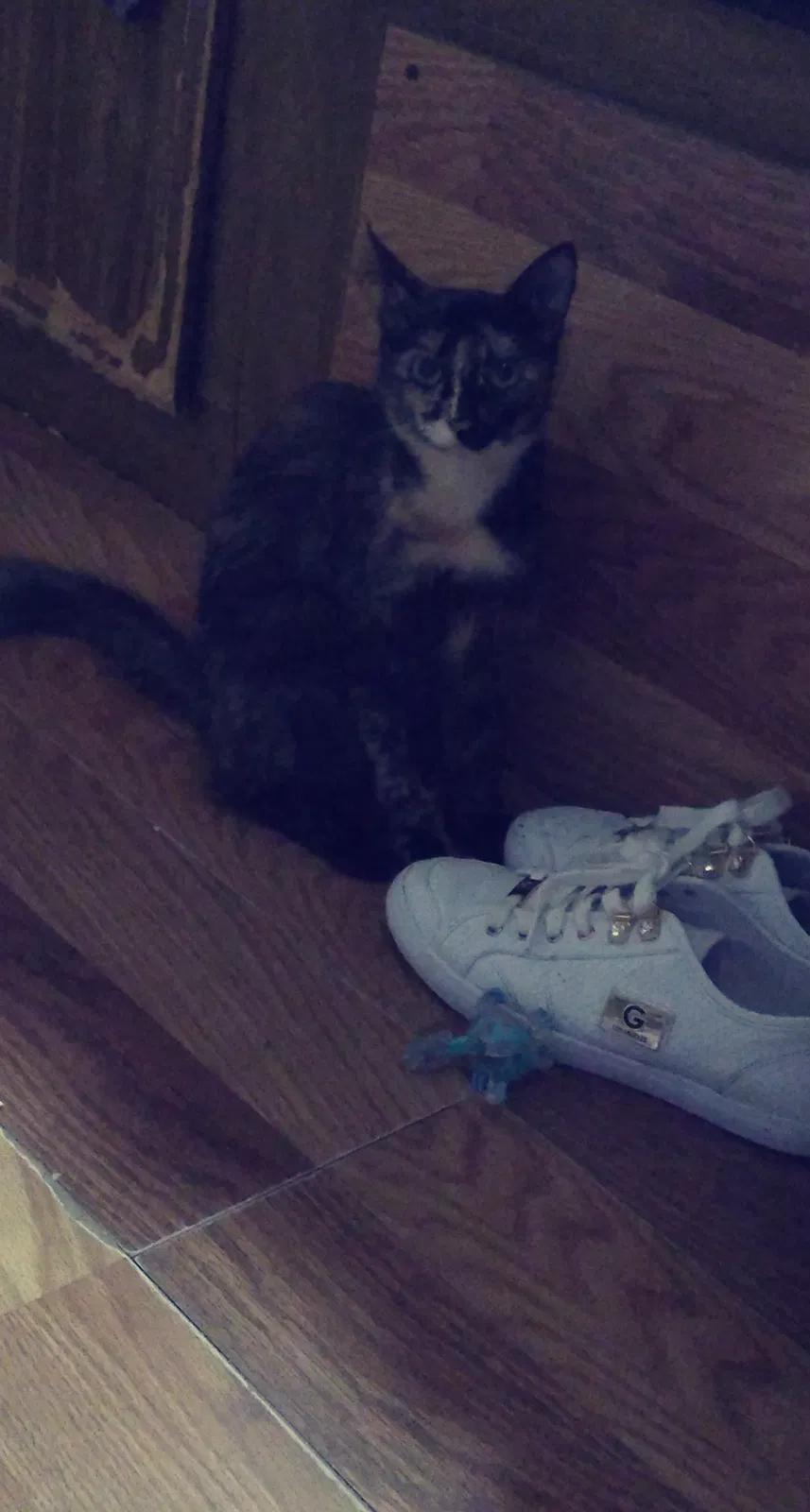 Lost cat in Conroe, TX, 77306