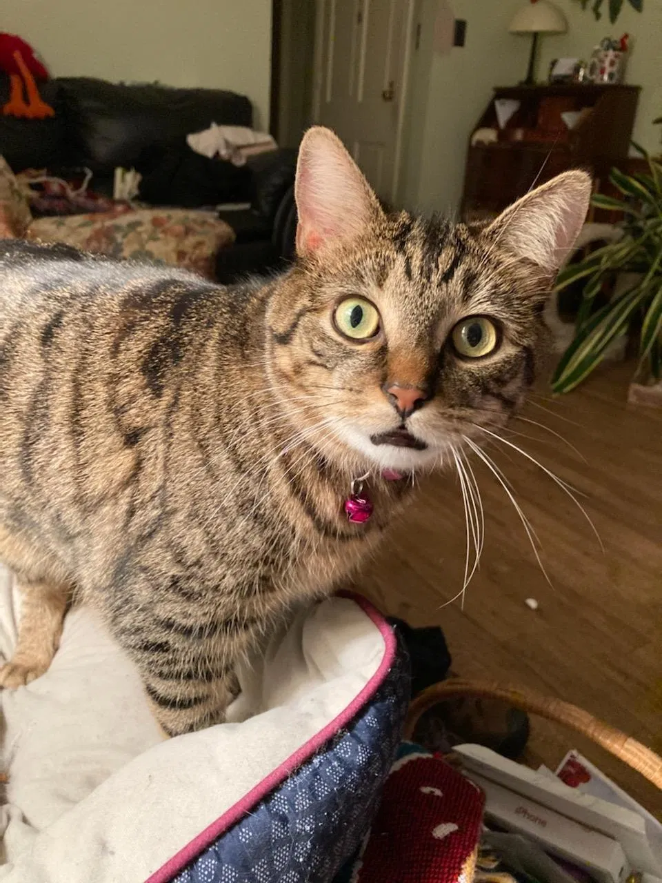 Lost cat in Ann Arbor, MI, 48103