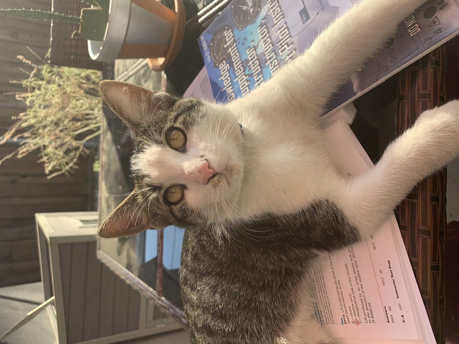 Lost cat in Lake Elsinore, CA, 92530