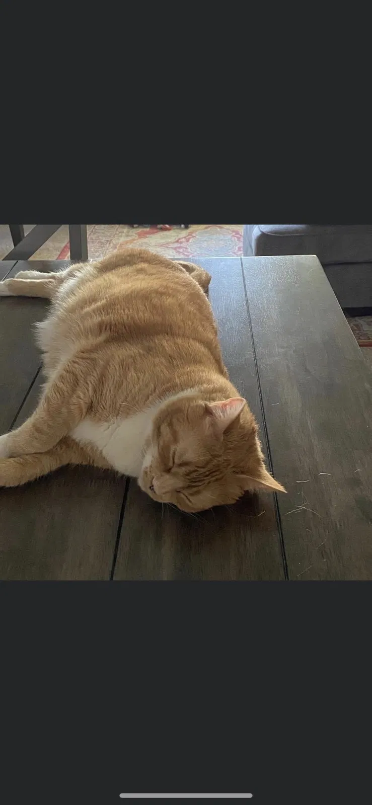 Lost cat in Howell, MI, 48843