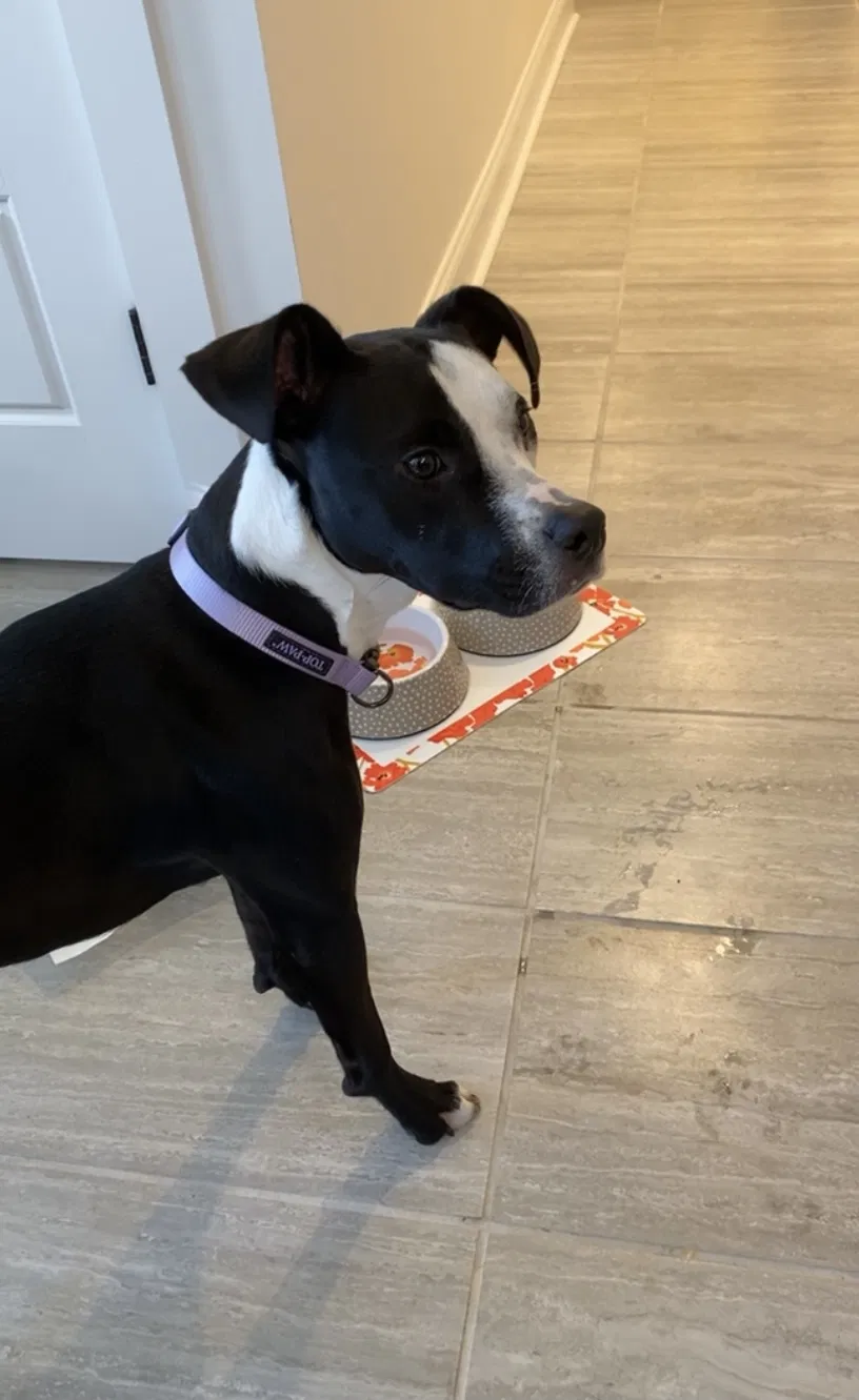 Lost dog in Athens, GA, 30601