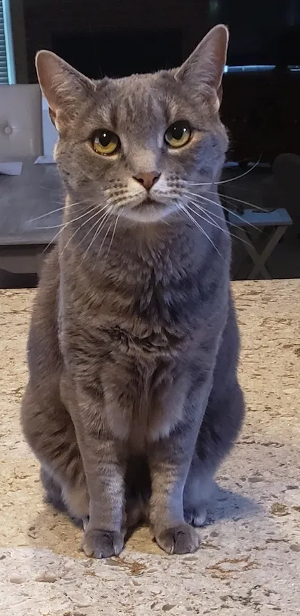 Lost cat in West Chester, PA, 19382