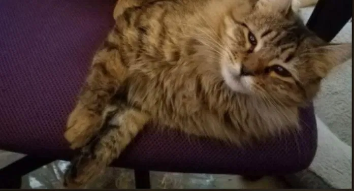 Lost cat in Kyle, TX, 78640