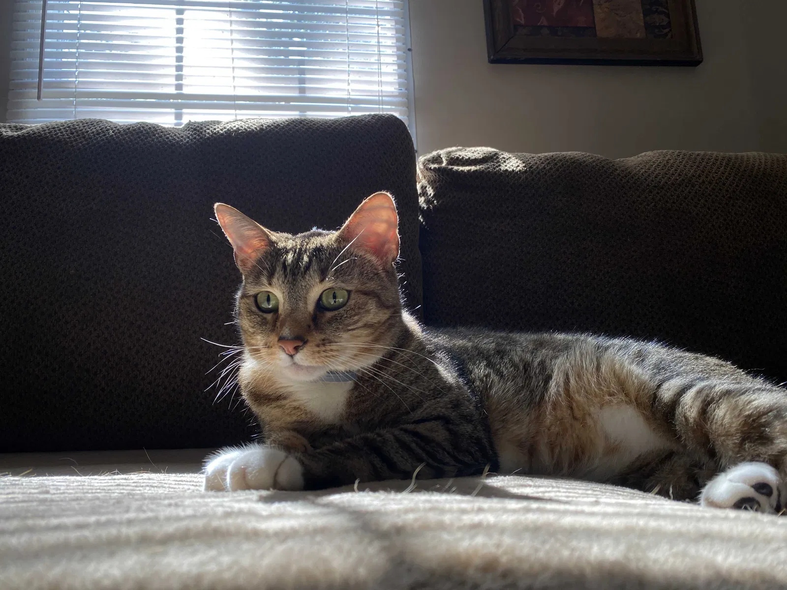 Lost cat in Jacksonville, FL, 32218