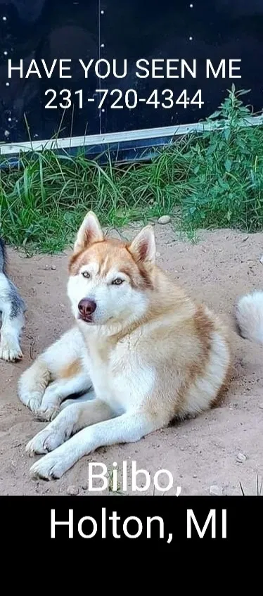 Lost dog in Holton, MI, 49425