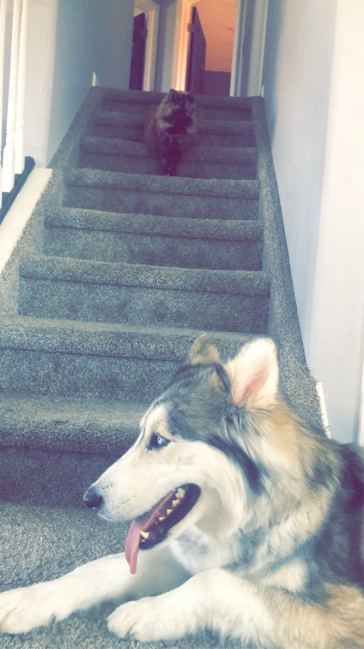 Lost dog in Colorado Springs, CO, 80925