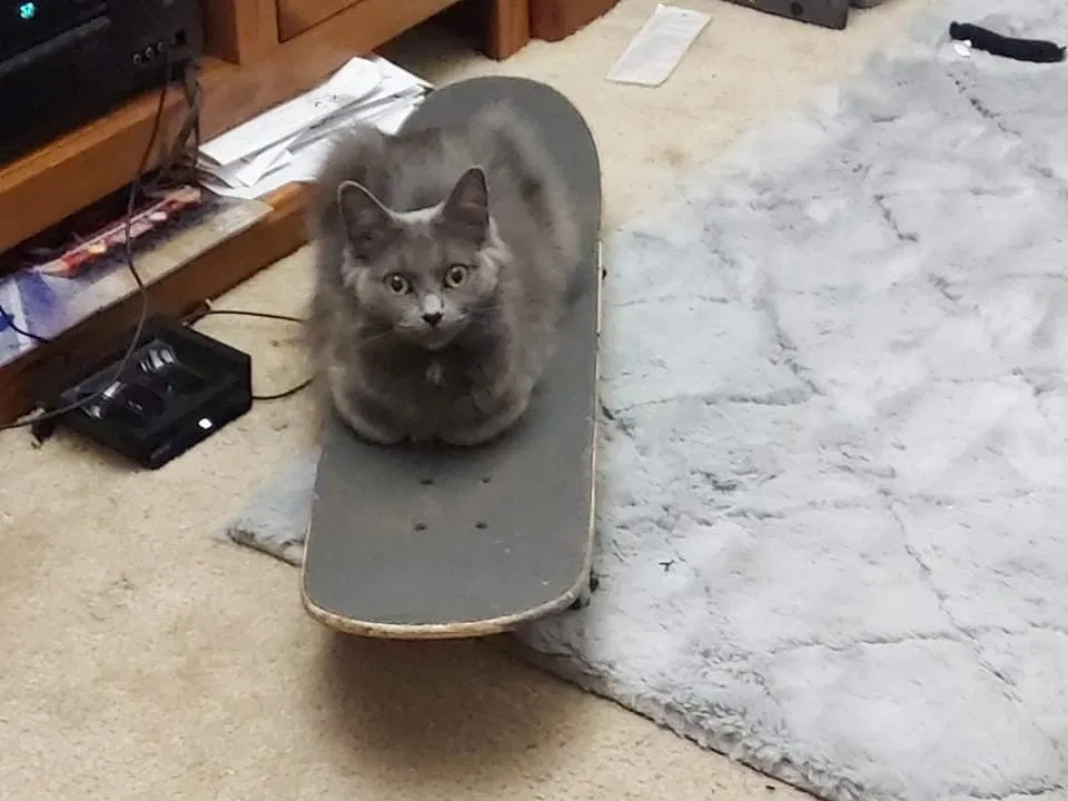 Lost cat in Kalamazoo, MI, 49007