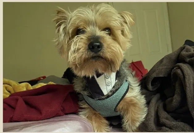 Lost dog in Kissimmee, FL, 34746